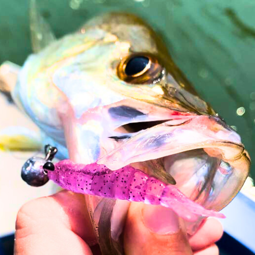 Kit Robalo - 30 Camarões + 10 Jig Heads