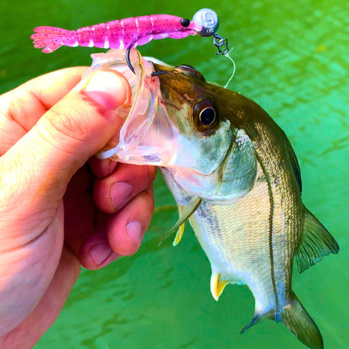 Kit Robalo - 30 Camarões + 10 Jig Heads