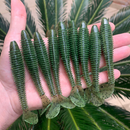 Total Shad 10,5 cm - Pacote com 4 Unidades - Cor Chart. Pumpkin - [Lançamento]