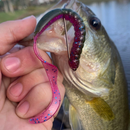 DKV Classic Worm - Cor Green Pumpkin Purple - Pacote com 8 unidades