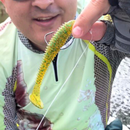 Kit Total Shad + DKV Worm + Anzol Lastreado com Mola + Anzol Worm - 18 Unidades