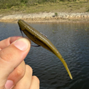 Slide Shad 9 cm – Kit com 5 Iscas Soft para Robalo, Tucunaré e Bass - Cor Musgo