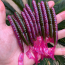 DKV Classic Worm - Cor Green Pumpkin Purple - Pacote com 8 unidades