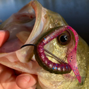 DKV Classic Worm - Cor Green Pumpkin Purple - Pacote com 8 unidades