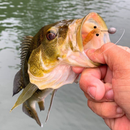 Kit Camarão Artificial 8 CM e Jig Heads - 24 itens