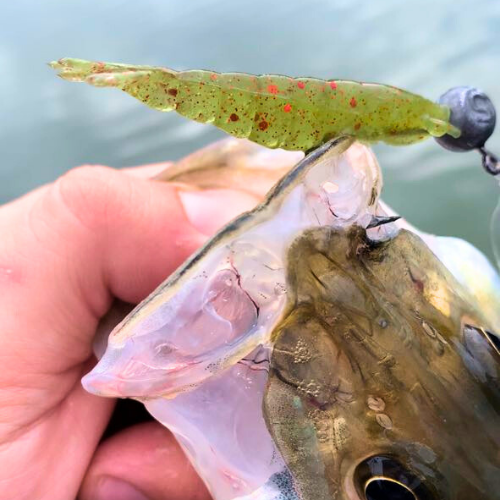 🎣 Kit 20 Camarões DKV – Realismo, Cores Produtivas e Mais Ataques na Sua Pescaria!