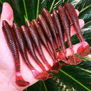 Total Shad 10,5 cm - Pacote com 4 Unidades - Cor Cherry Bomb